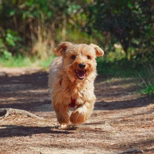 Road Trip Essentials: Packing for Your Dog | Mitsubishi Motors